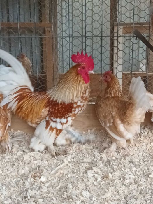 Matase japoneza si mii de flori oua de incubat