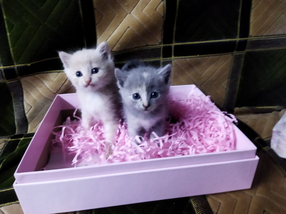 Котята на бронирование!
