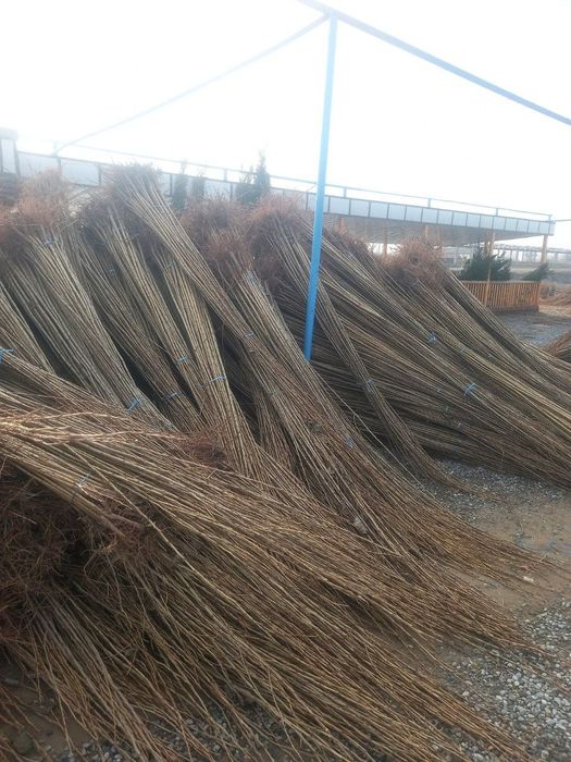 Terak va archa kochatlar meva