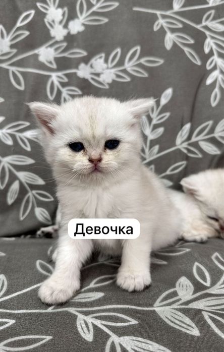 Продается котята