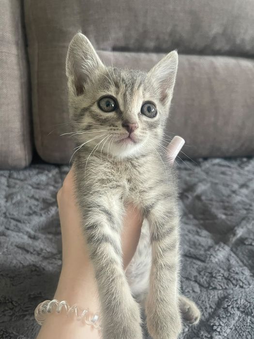 Отдам котят в добрые руки!