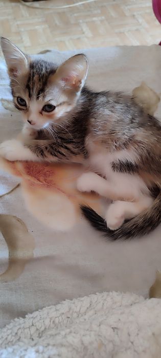 Отдам котят в добрые руки