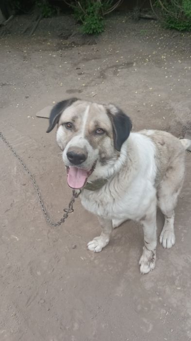 Отдам собаку в хорошие руки