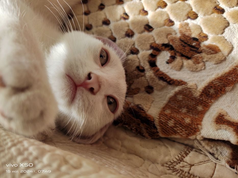 Отдам котят 4 месячных