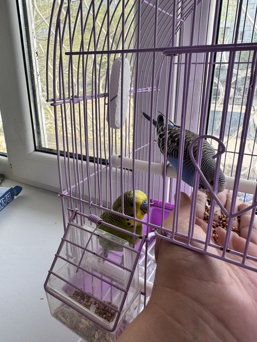 Продам волнистых попугаев