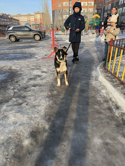 Щенок кобеля ищет дом!