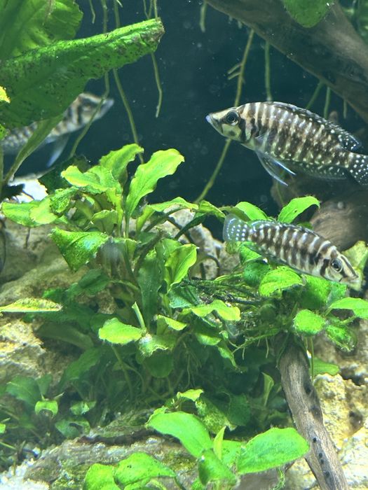 Альтолампрологус Кальвус