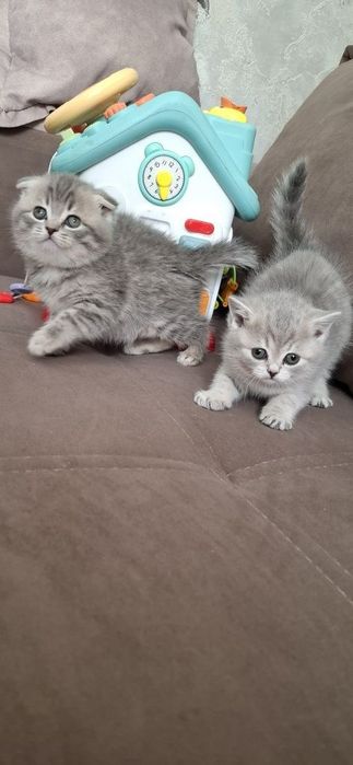 Вислоухие Британские котята