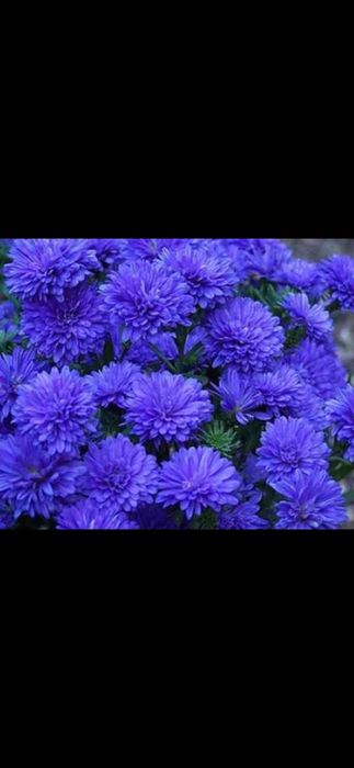 Цветы    цветы для сада