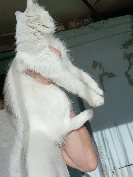 Срочно отдам кошку