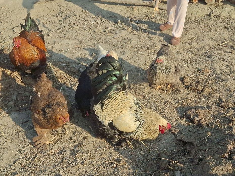 Брама хорозлар сотилади