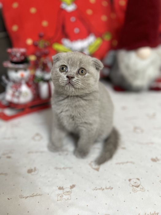 Шотландско клепоухо момче