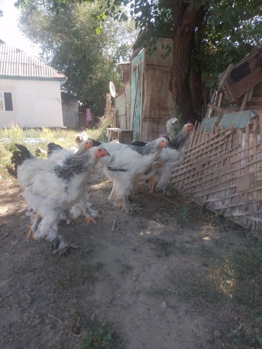 Продам петушки брама