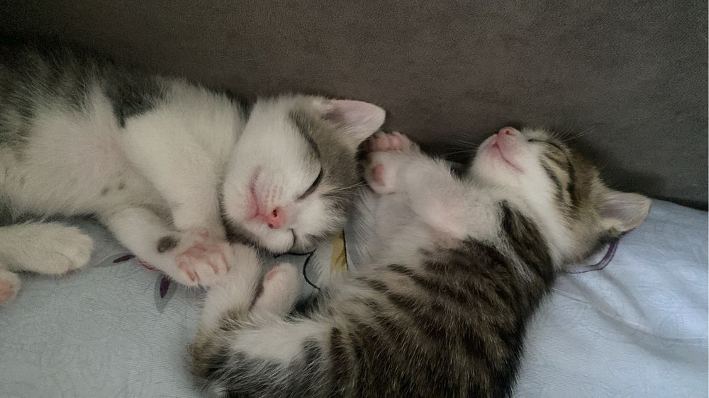 Отдам котят в добрые руки