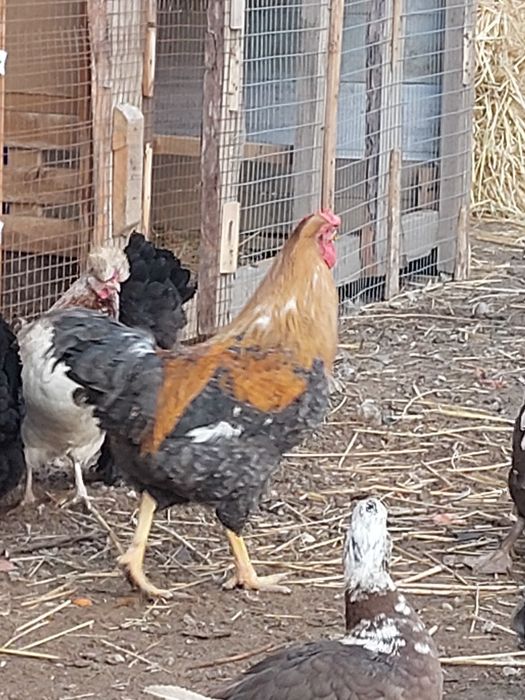 Кораз сатылады  ссс