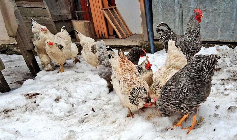 Ouă de incubat  metis de Plymouth Rock si Oliver eggers