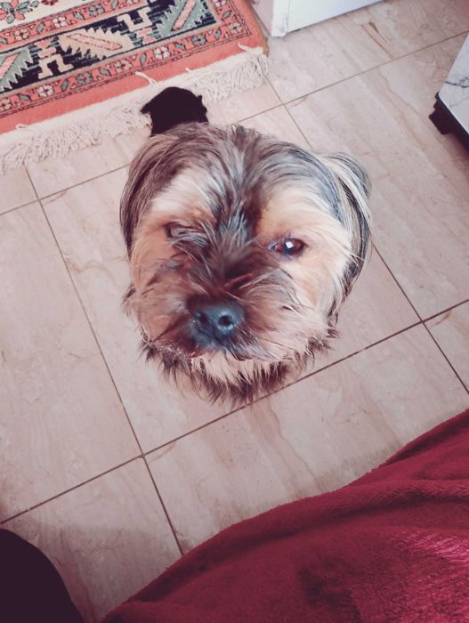 Продава се Сладко и послушно Айки