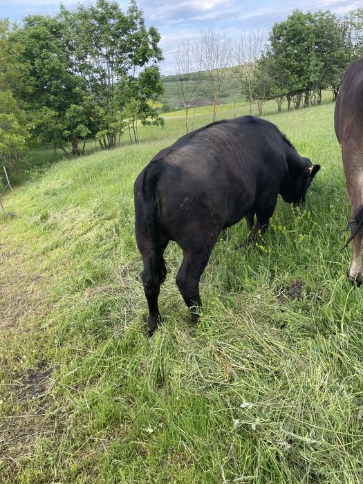 De vanzare vitea metis angus