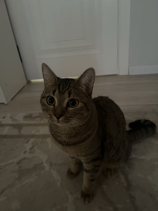 Отдам кота в хорошие руки