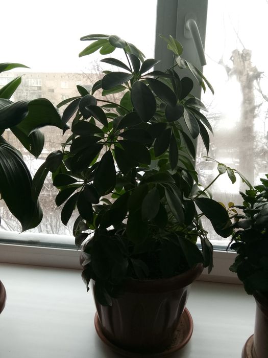 Цветы очень хорошая