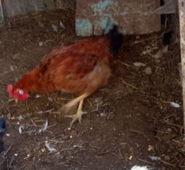 тауық тауық тауық