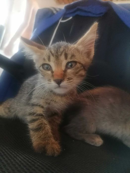 Котята 1,5 месяцев