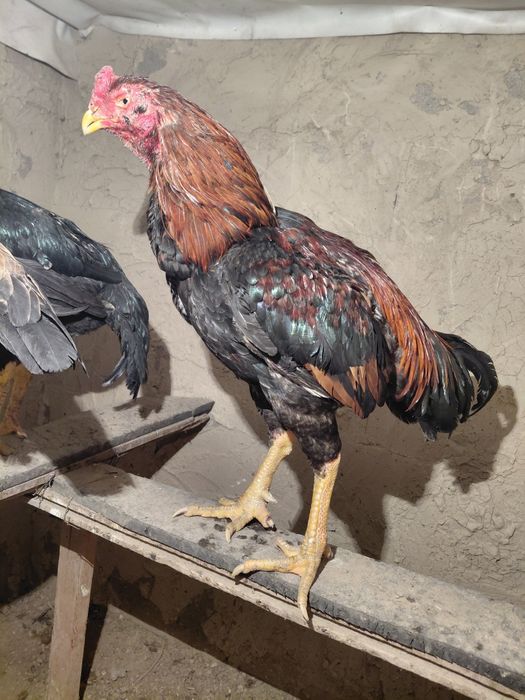 Дакан қораз туляк