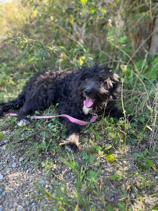 Jerry. un catelus jucaus de 4-5 ani - pentru adoptie responsabila