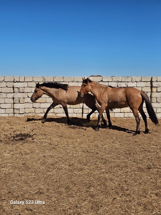 Айғыр сатамын Мұғалжар