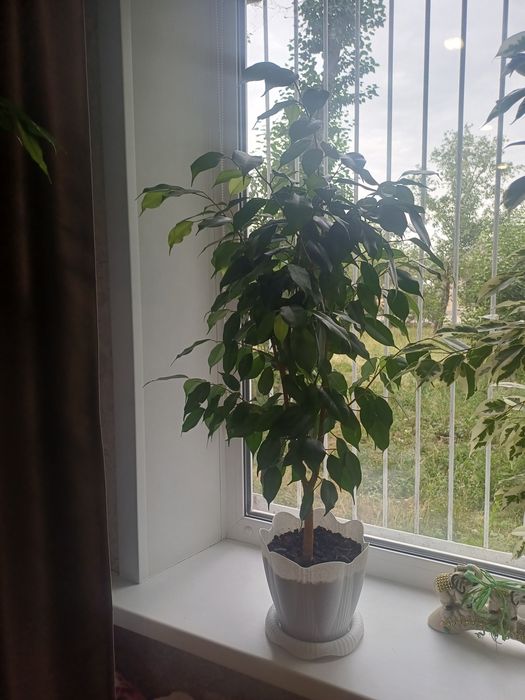 Продам Фикус Бенжамина