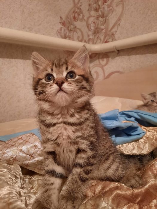 Продам котят смесь британцы