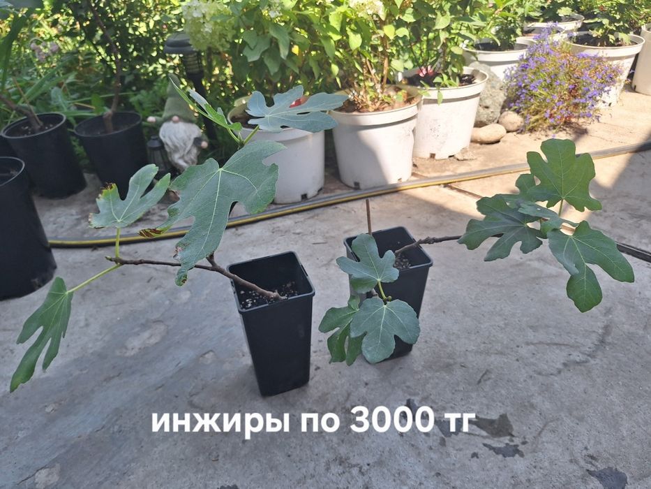 Комнатные растения