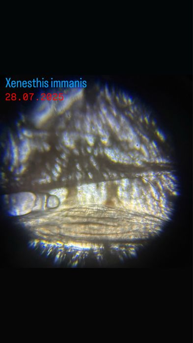 Пауки Xenesthis immanis