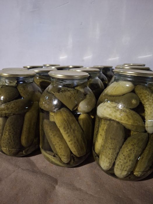 Продам  солонину