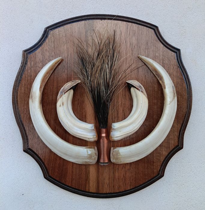 Зъби от диво прасе.Трофей