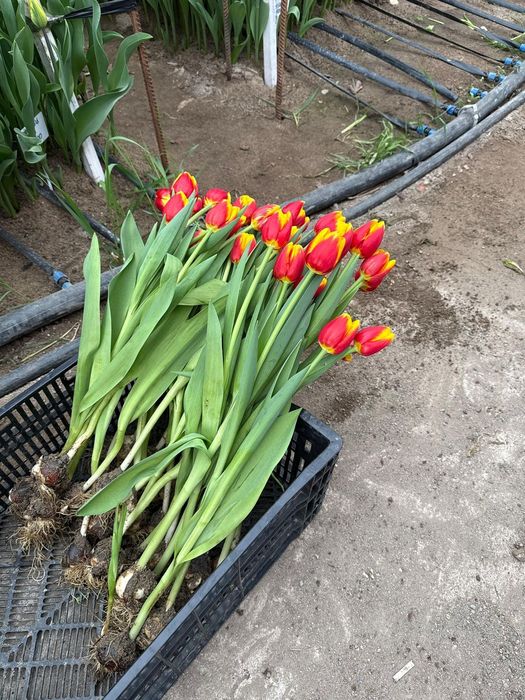 Тюльпаны, готовые букеты из тюльпанов!!!