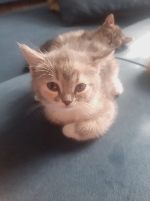 Отдам котят в хорошие руки