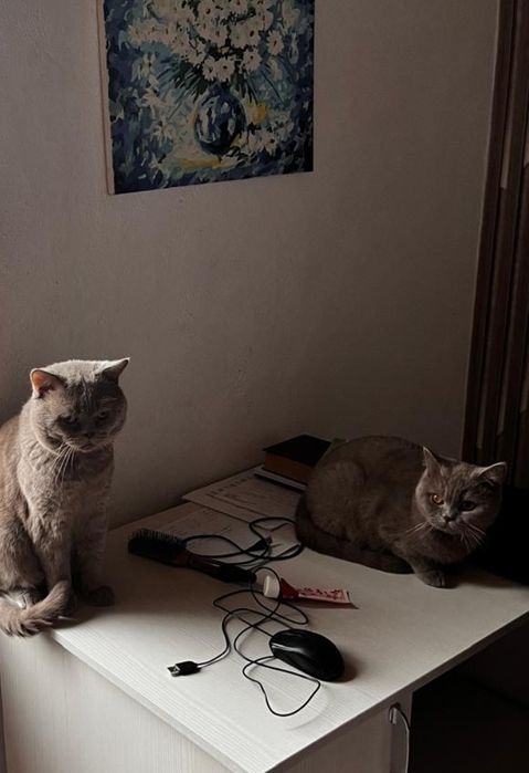 Котята  лиловые британки