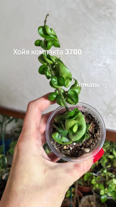 Комнатные растения