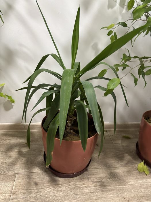 комнатные цветы, деревья, растенич