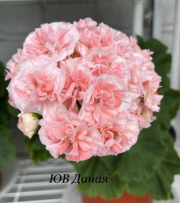 Продам черенки и стартеры сортовых пеларгоний