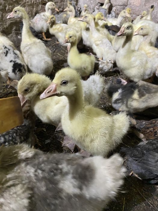 Гусята ,утята (Сортировка)