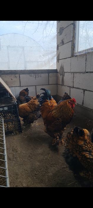 Oua brahma gold lanced