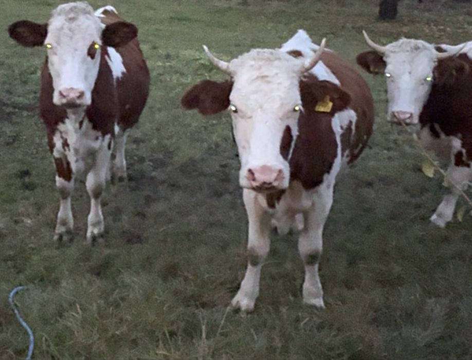 Vaca bălțată românească