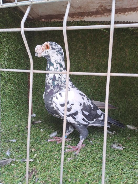 Porumbei duduros
