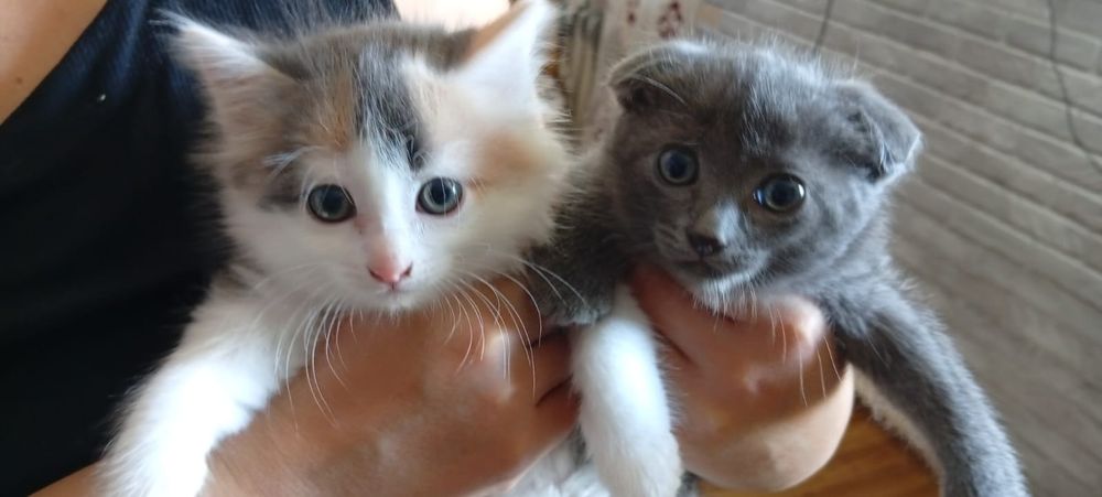 Отдам котят в добрые руки.