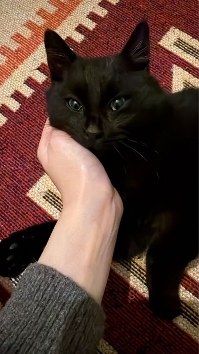 Отдам кота в добрые руки