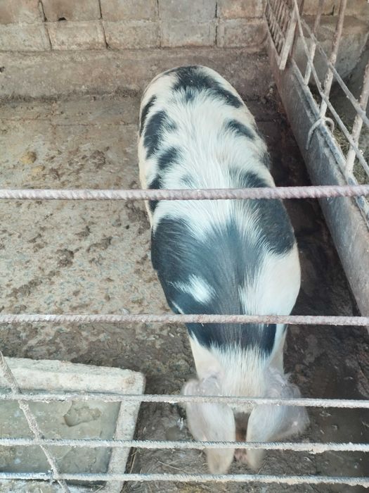 Продавам мъжко прасе