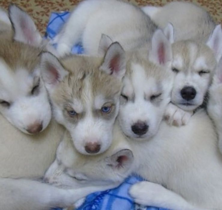 Продам щенков хаски