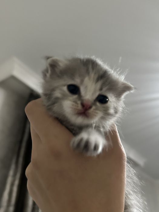 Котенок-Вислоухи Шатландский